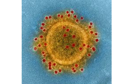 Coronavirus